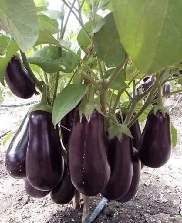 Greenery_Nursery®_Black_Eggplant/Brinjal/Beigan_Seed_For_Home_Garden_(20-40_Pieces)_Pack_Of_1