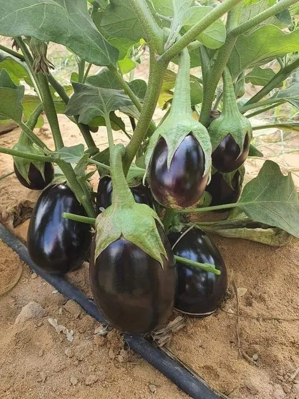 Greenery_Nursery®_Black_Eggplant/Brinjal/Beigan_Seed_For_Home_Garden_(20-40_Pieces)_Pack_Of_1