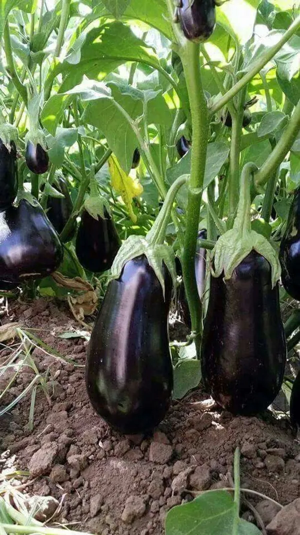 Greenery_Nursery®_Black_Eggplant/Brinjal/Beigan_Seed_For_Home_Garden_(20-40_Pieces)_Pack_Of_1
