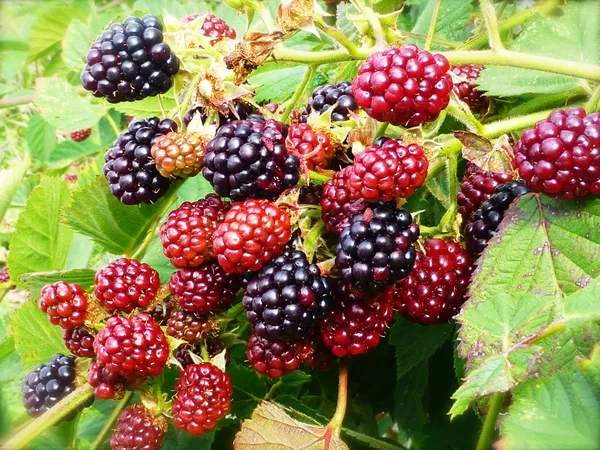 Greenery_Nursery®_Blackberry_Ready_To_Fruit_Plant_&_Tree_(1.5-3.5_Ft_Height)_Pack_Of_1