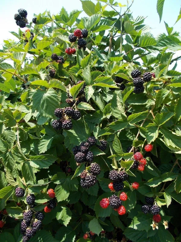 Greenery_Nursery®_Blackberry_Ready_To_Fruit_Plant_&_Tree_(1.5-3.5_Ft_Height)_Pack_Of_1