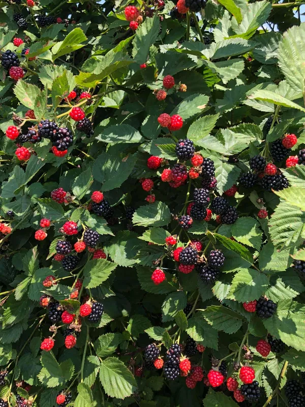Greenery_Nursery®_Blackberry_Ready_To_Fruit_Plant_&_Tree_(1.5-3.5_Ft_Height)_Pack_Of_1