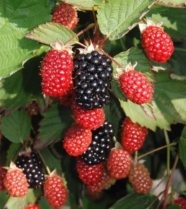 Greenery_Nursery®_Blackberry_Ready_To_Fruit_Plant_&_Tree_(1.5-3.5_Ft_Height)_Pack_Of_1