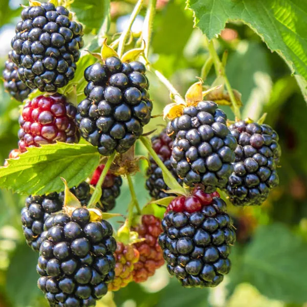 Greenery_Nursery®_Blackberry_Ready_To_Fruit_Plant_&_Tree_(1.5-3.5_Ft_Height)_Pack_Of_1