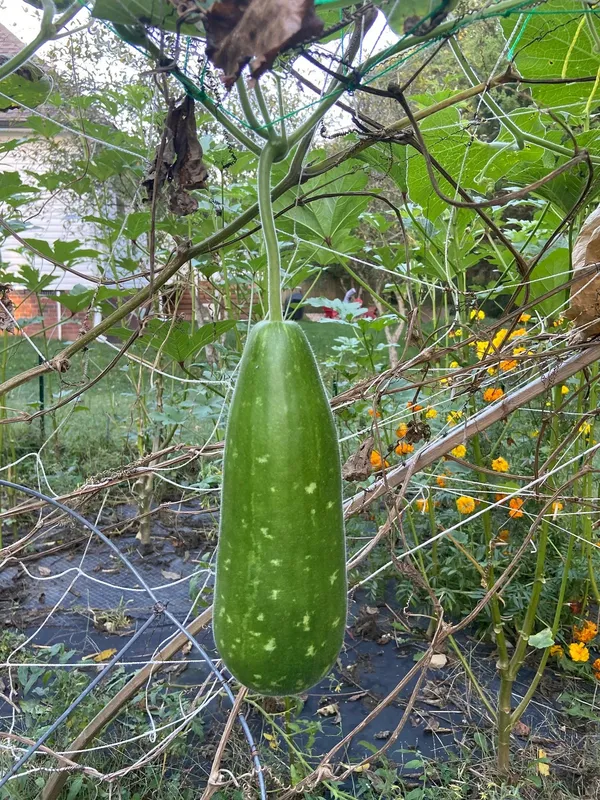 Greenery_Nursery®_Bottle_Gourd/Kaddu_Seeds_(0-30_Pices)_For_Home_Garden_(Hybrid,_Pack_Of_1)