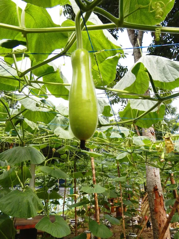 Greenery_Nursery®_Bottle_Gourd/Kaddu_Seeds_(0-30_Pices)_For_Home_Garden_(Hybrid,_Pack_Of_1)