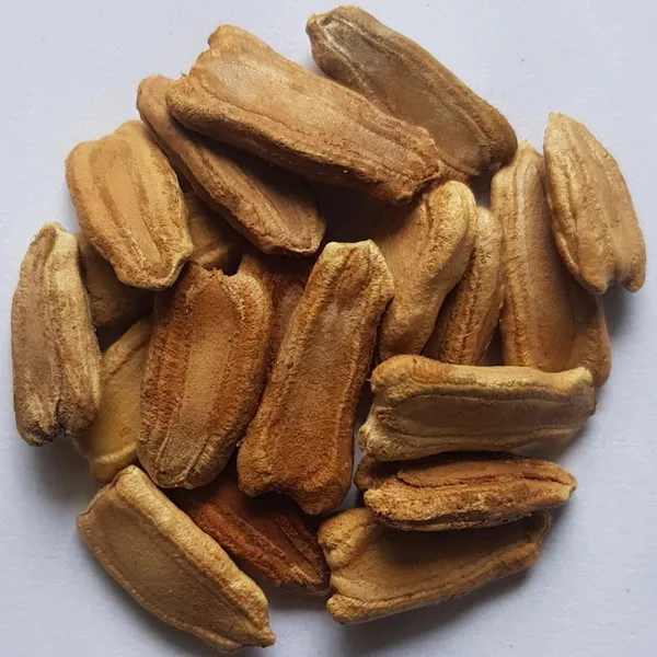 Greenery_Nursery®_Bottle_Gourd/Kaddu_Seeds_(0-30_Pices)_For_Home_Garden_(Hybrid,_Pack_Of_1)