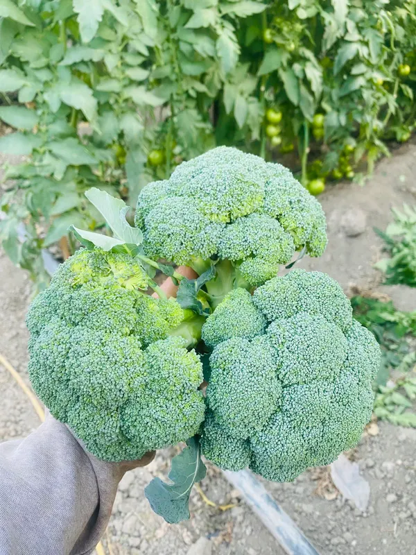 Greenery_Nursery®_Broccoli_Healthy_Vegetable_Seeds_(20-40_Pieces)_For_Home_Garden,_Pack_Of_1