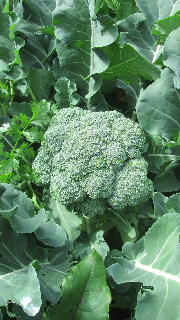 Greenery_Nursery®_Broccoli_Healthy_Vegetable_Seeds_(20-40_Pieces)_For_Home_Garden,_Pack_Of_1