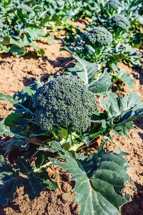 Greenery_Nursery®_Broccoli_Healthy_Vegetable_Seeds_(20-40_Pieces)_For_Home_Garden,_Pack_Of_1