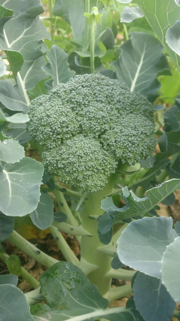 Greenery_Nursery®_Broccoli_Healthy_Vegetable_Seeds_(20-40_Pieces)_For_Home_Garden,_Pack_Of_1