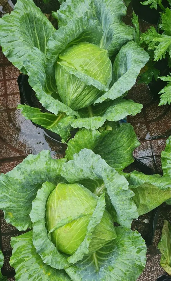 Greenery_Nursery®_Cabbage_Seeds_(20-40_Pieces)_For_Home_Gardening