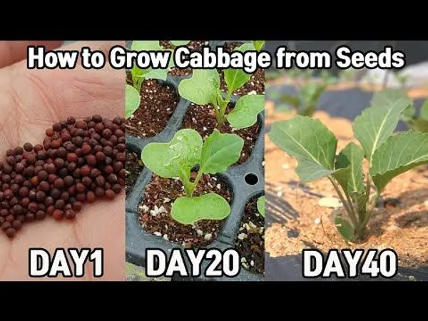 Greenery_Nursery®_Cabbage_Seeds_(20-40_Pieces)_For_Home_Gardening