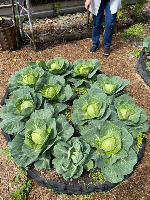 Greenery_Nursery®_Cabbage_Seeds_(20-40_Pieces)_For_Home_Gardening