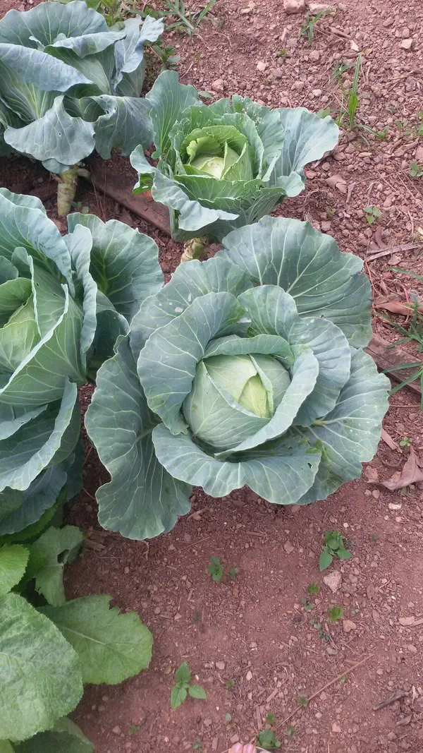 Greenery_Nursery®_Cabbage_Seeds_(20-40_Pieces)_For_Home_Gardening