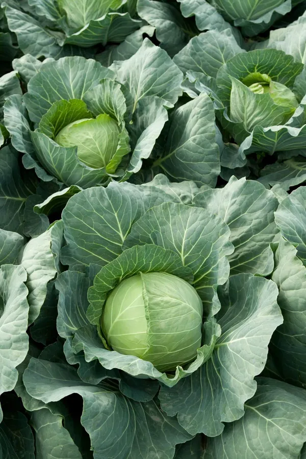 Greenery_Nursery®_Cabbage_Seeds_(20-40_Pieces)_For_Home_Gardening