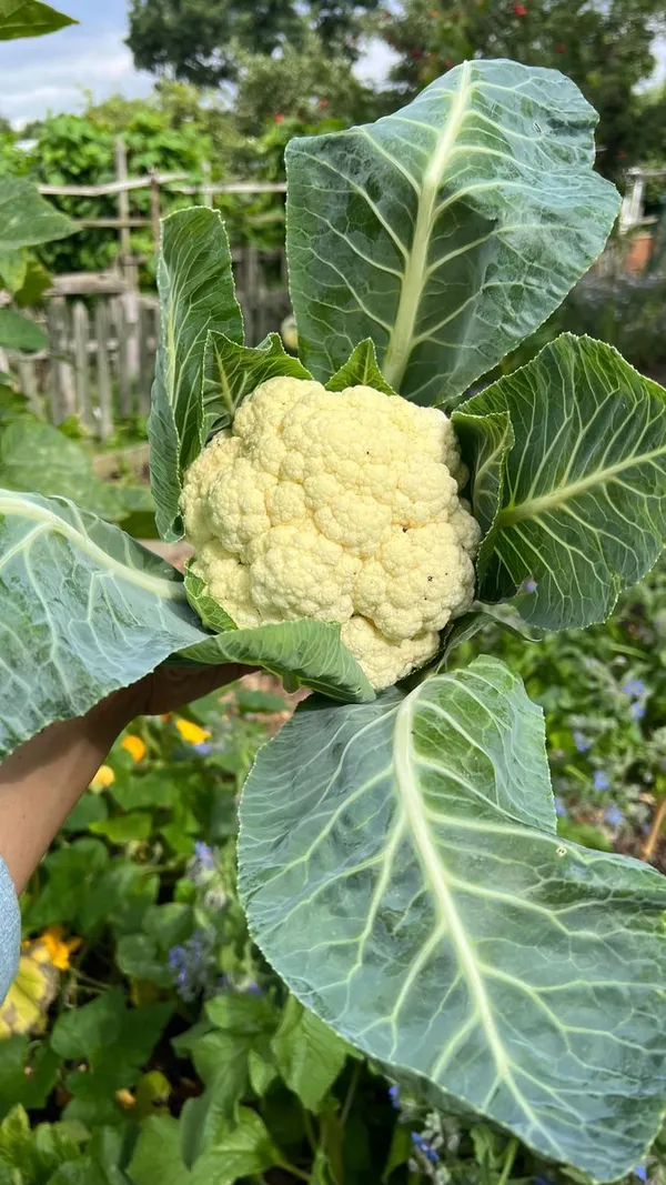 Greenery_Nursery®_Cauliflower_Vegetable_Seeds_(20-30_Pieces)_For_Home_Garden,_Pack_Of_1