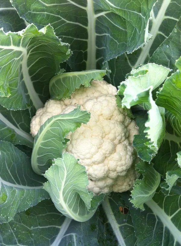 Greenery_Nursery®_Cauliflower_Vegetable_Seeds_(20-30_Pieces)_For_Home_Garden,_Pack_Of_1