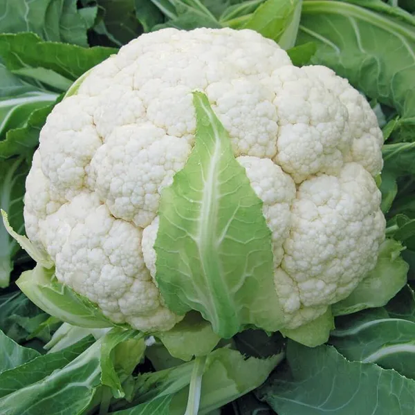 Greenery_Nursery®_Cauliflower_Vegetable_Seeds_(20-30_Pieces)_For_Home_Garden,_Pack_Of_1