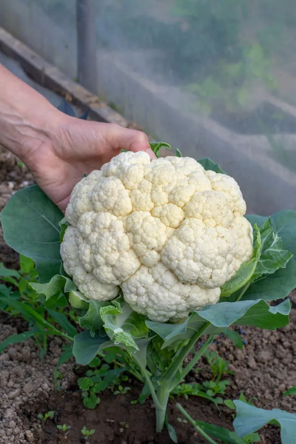 Greenery_Nursery®_Cauliflower_Vegetable_Seeds_(20-30_Pieces)_For_Home_Garden,_Pack_Of_1