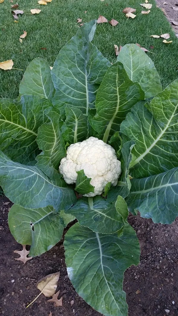 Greenery_Nursery®_Cauliflower_Vegetable_Seeds_(20-30_Pieces)_For_Home_Garden,_Pack_Of_1