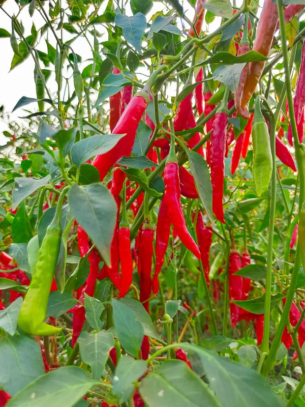 Greenery_Nursery®_Chili_Seeds_(0-30_Pices)_For_Home_Garden,_Pack_Of_1