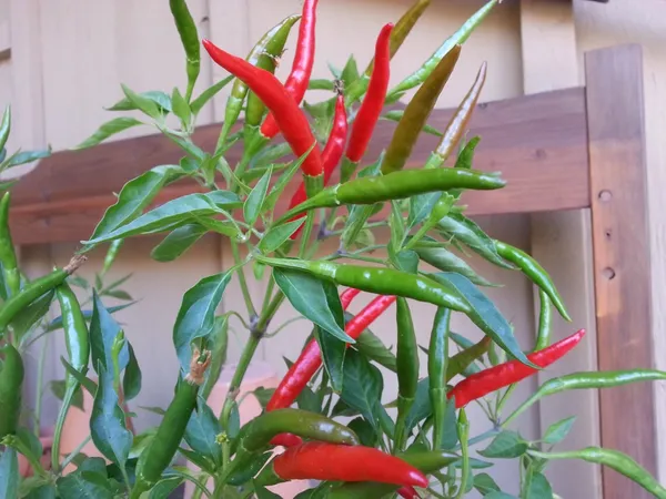 Greenery_Nursery®_Chili_Seeds_(0-30_Pices)_For_Home_Garden,_Pack_Of_1