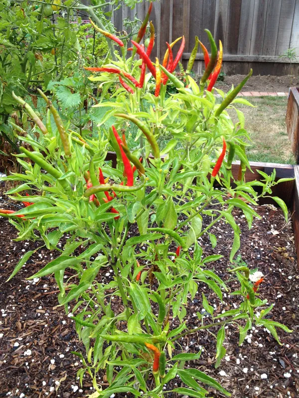 Greenery_Nursery®_Chili_Seeds_(0-30_Pices)_For_Home_Garden,_Pack_Of_1