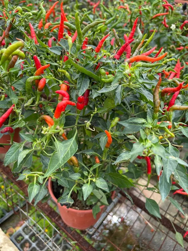 Greenery_Nursery®_Chili_Seeds_(0-30_Pices)_For_Home_Garden,_Pack_Of_1