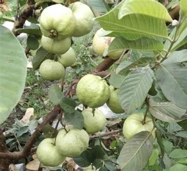 Greenery_Nursery®_Delicious_Golden_8_Guava_Hybrid_Fruit_Plant_&_Tree_(1.5-3.5_Ft_Height)_For_Home_Garden,_Pack_Of_1