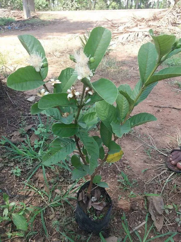 Greenery_Nursery®_Delicious_Golden_8_Guava_Hybrid_Fruit_Plant_&_Tree_(1.5-3.5_Ft_Height)_For_Home_Garden,_Pack_Of_1