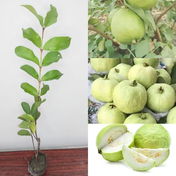 Greenery_Nursery®_Delicious_Golden_8_Guava_Hybrid_Fruit_Plant_&_Tree_(1.5-3.5_Ft_Height)_For_Home_Garden,_Pack_Of_1