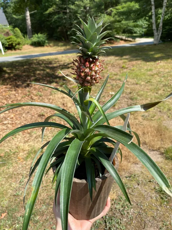 Greenery_Nursery®_Delicious_&_Healthy_Pineapple_Fruit_Plant_&_Tree_For_Your_Home_Garden,_Pack_Of_1