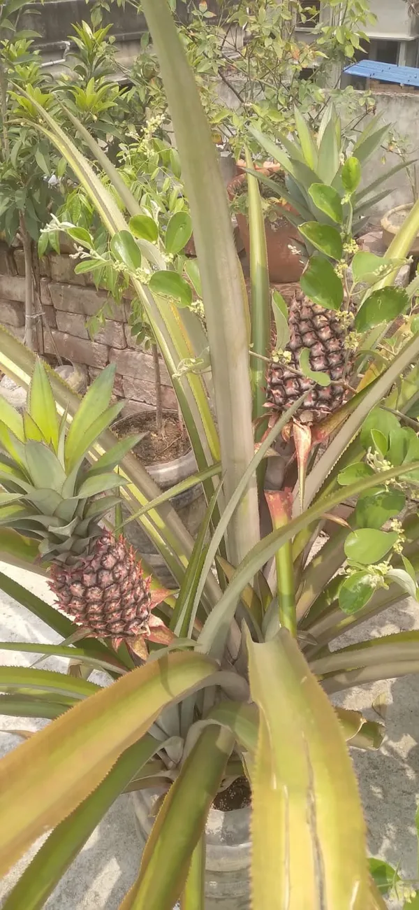 Greenery_Nursery®_Delicious_&_Healthy_Pineapple_Fruit_Plant_&_Tree_For_Your_Home_Garden,_Pack_Of_1