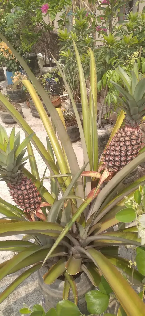 Greenery_Nursery®_Delicious_&_Healthy_Pineapple_Fruit_Plant_&_Tree_For_Your_Home_Garden,_Pack_Of_1