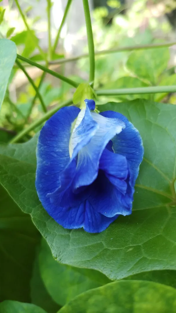 Greenery_Nursery®_Double_Petals_Butterfly_Pea/Aparajita__Flower_Plant_&_Tree_For_Home_Garden,_Pack_Of_1
