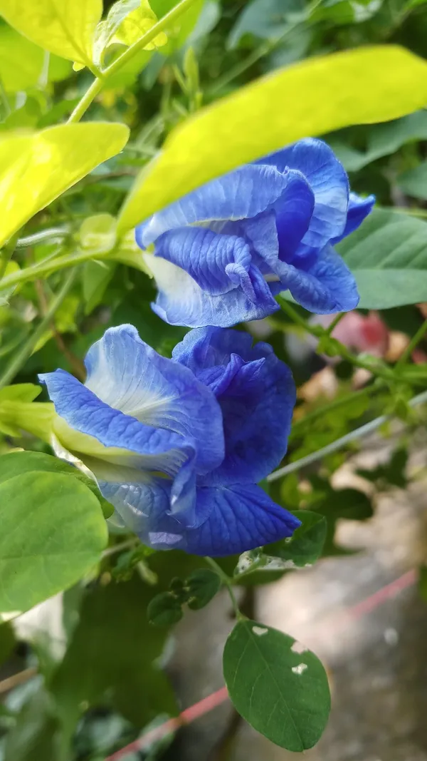 Greenery_Nursery®_Double_Petals_Butterfly_Pea/Aparajita__Flower_Plant_&_Tree_For_Home_Garden,_Pack_Of_1