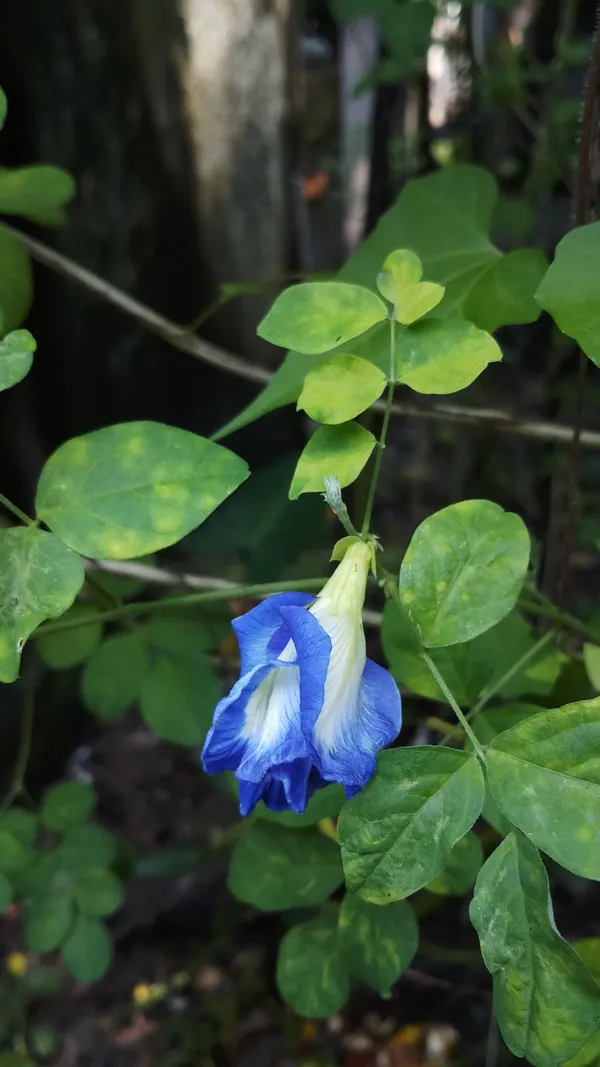 Greenery_Nursery®_Double_Petals_Butterfly_Pea/Aparajita__Flower_Plant_&_Tree_For_Home_Garden,_Pack_Of_1