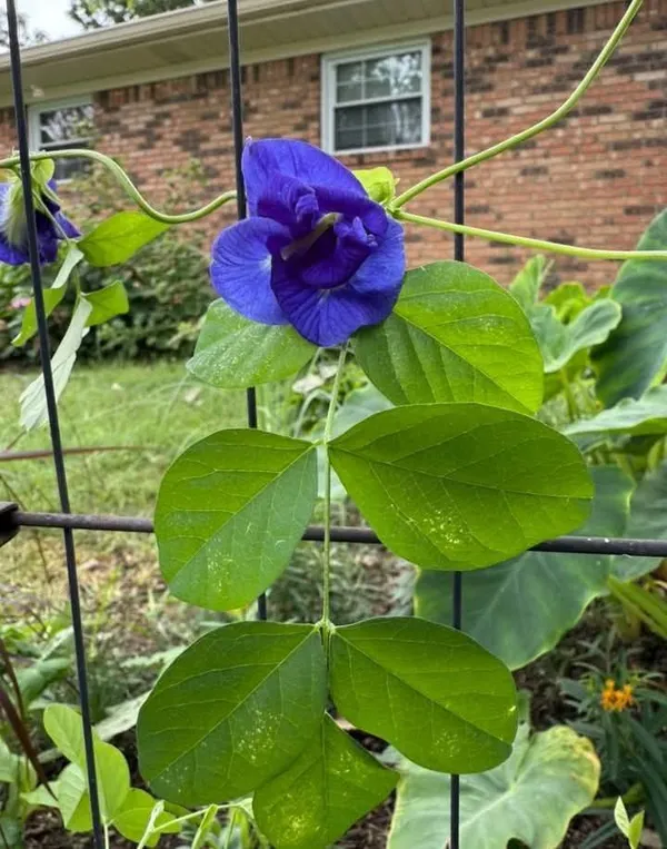 Greenery_Nursery®_Double_Petals_Butterfly_Pea/Aparajita__Flower_Plant_&_Tree_For_Home_Garden,_Pack_Of_1