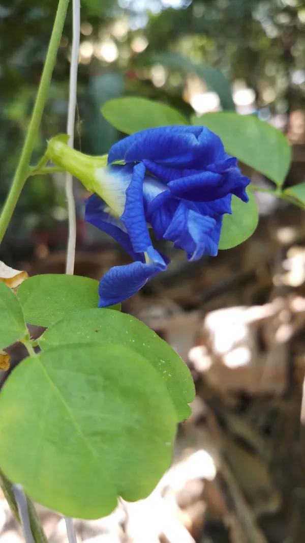 Greenery_Nursery®_Double_Petals_Butterfly_Pea/Aparajita__Flower_Plant_&_Tree_For_Home_Garden,_Pack_Of_1