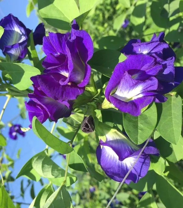 Greenery_Nursery®_Double_Petals_Butterfly_Pea/Aparajita__Flower_Plant_&_Tree_For_Home_Garden,_Pack_Of_1