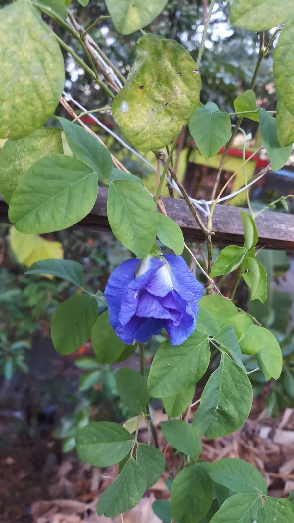 Greenery_Nursery®_Double_Petals_Butterfly_Pea/Aparajita__Flower_Plant_&_Tree_For_Home_Garden,_Pack_Of_1