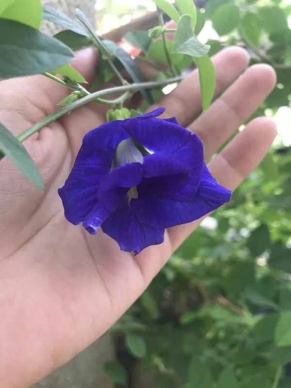 Greenery_Nursery®_Double_Petals_Butterfly_Pea/Aparajita__Flower_Plant_&_Tree_For_Home_Garden,_Pack_Of_1