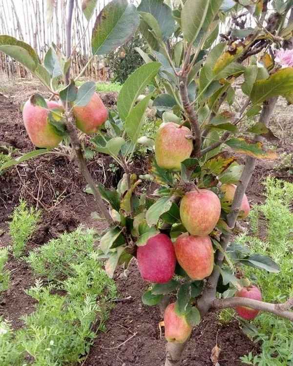 Greenery_Nursery®_Easy_To_Care_Hrmn-99_Apple_Plant_For_Home_Garden_(1.5-3.5_Ft_Height)_Pack_Of_1