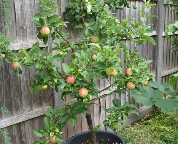 Greenery_Nursery®_Easy_To_Care_Hrmn-99_Apple_Plant_For_Home_Garden_(1.5-3.5_Ft_Height)_Pack_Of_1