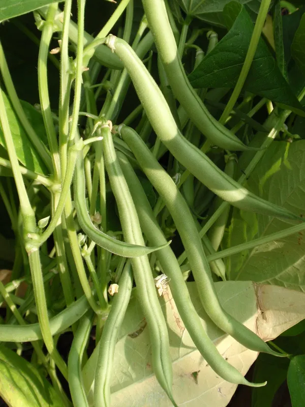 Greenery_Nursery®_Easy_To_Grow_Green_Bean_Seeds_(20-40_Pieces)_For_Home_Garden,_Pack_Of_1