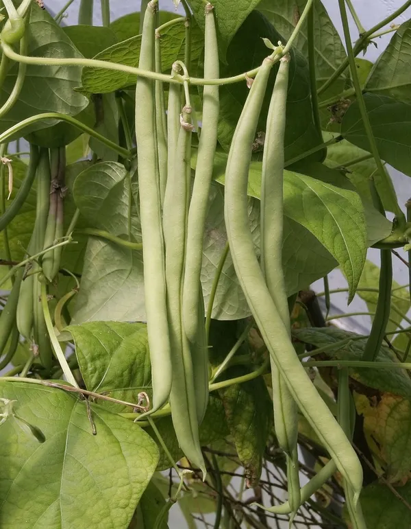 Greenery_Nursery®_Easy_To_Grow_Green_Bean_Seeds_(20-40_Pieces)_For_Home_Garden,_Pack_Of_1
