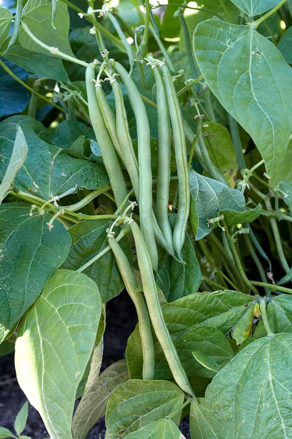 Greenery_Nursery®_Easy_To_Grow_Green_Bean_Seeds_(20-40_Pieces)_For_Home_Garden,_Pack_Of_1