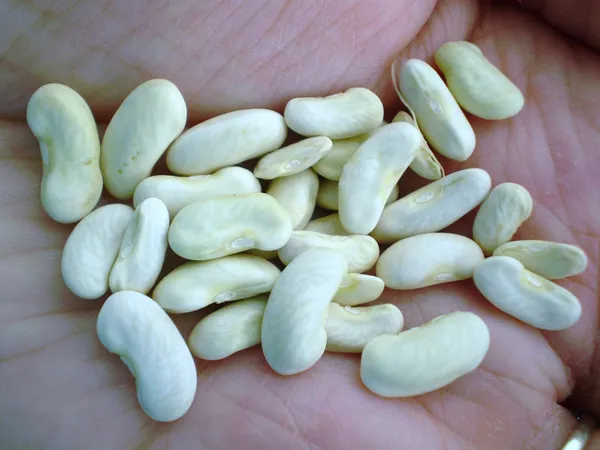 Greenery_Nursery®_Easy_To_Grow_Green_Bean_Seeds_(20-40_Pieces)_For_Home_Garden,_Pack_Of_1