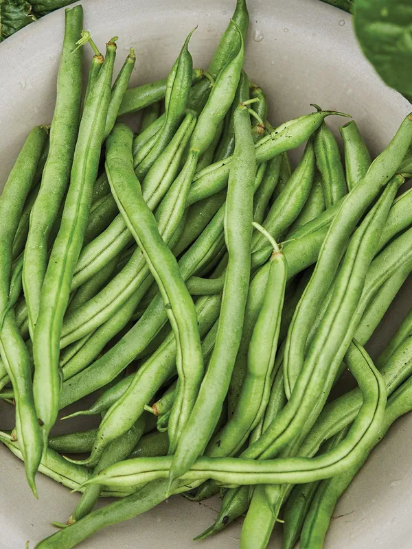 Greenery_Nursery®_Easy_To_Grow_Green_Bean_Seeds_(20-40_Pieces)_For_Home_Garden,_Pack_Of_1